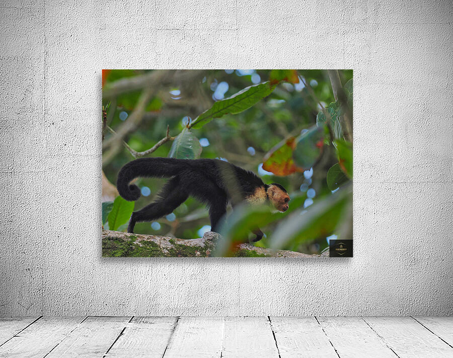 Havent You Always Wanted A Monkey  Wall Preview