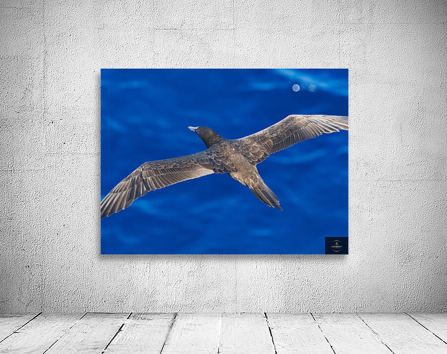 Wingspan Wall Preview