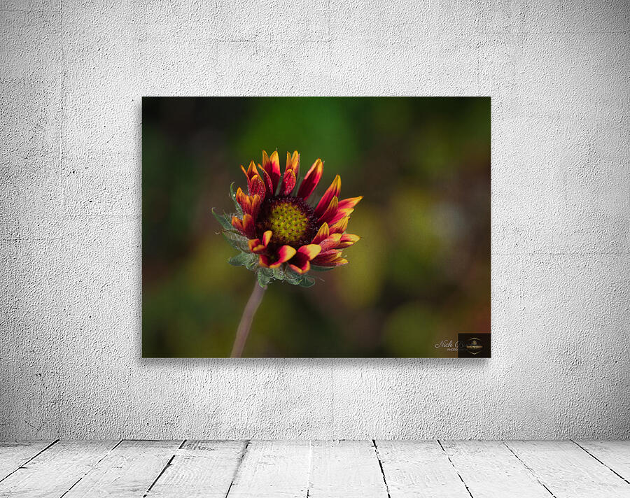 A Burst of Color Wall Preview