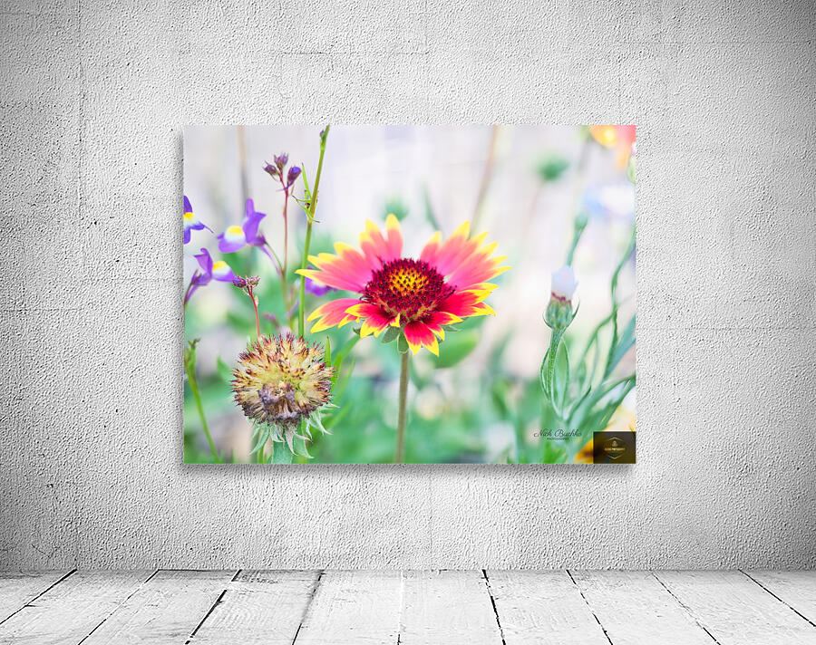 An Indian Blanket Gracing the Garden Wall Preview