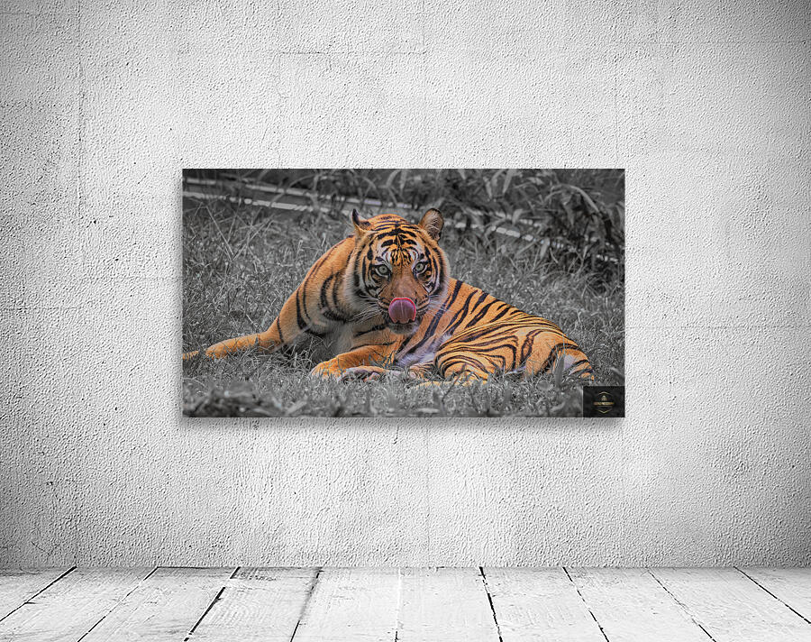 tiger bw Wall Preview