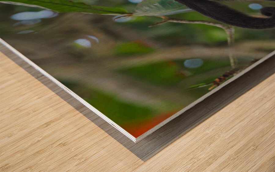 Havent You Always Wanted A Monkey  Wood print