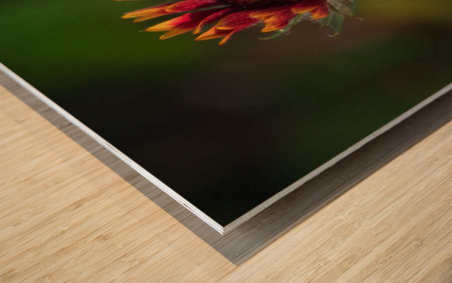 A Burst of Color Wood print