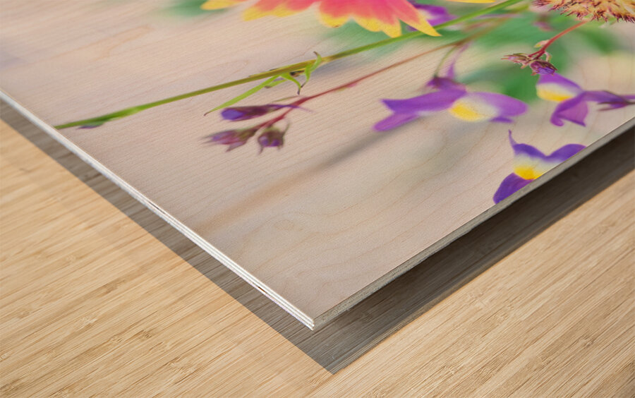 An Indian Blanket Gracing the Garden Wood print