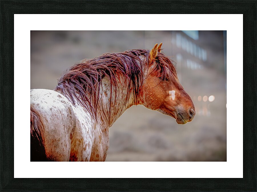 The Red Roan Picture Frame print