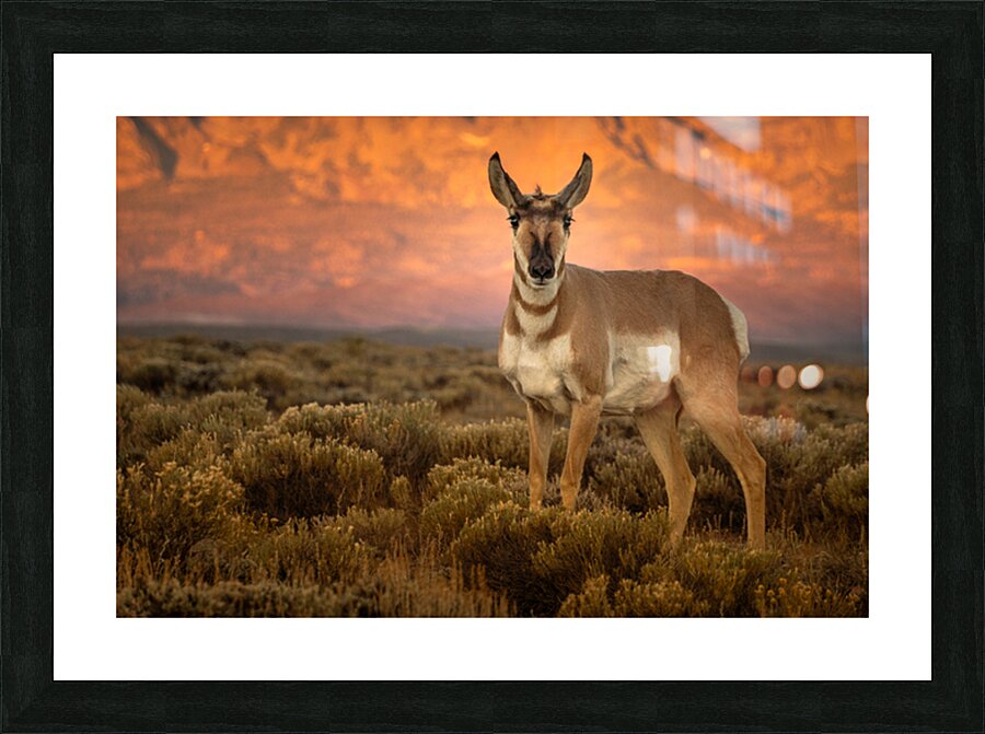 The Young Buck Picture Frame print