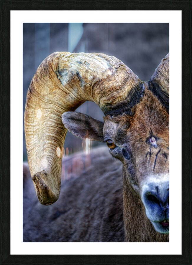 Desert Ram Picture Frame print