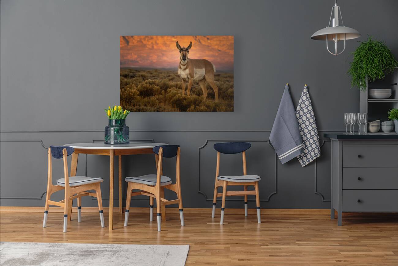 The Young Buck Reproduction