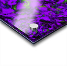 Fluttering purple Acrylic print