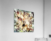 Cleave Acrylic Print