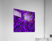 Fluttering purple Acrylic Print
