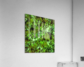 In disguise Acrylic Print