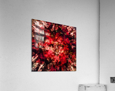 Red burst Acrylic Print