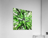Splash Acrylic Print