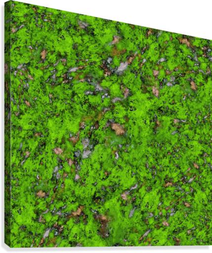 Big mossy wall Canvas Print
