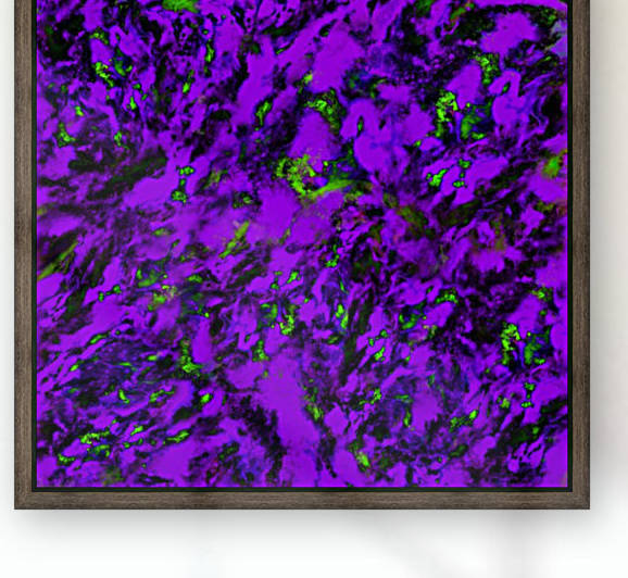 Fluttering purple Reproduction