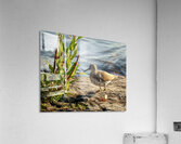 Spotted sandpiper  Acrylic Print
