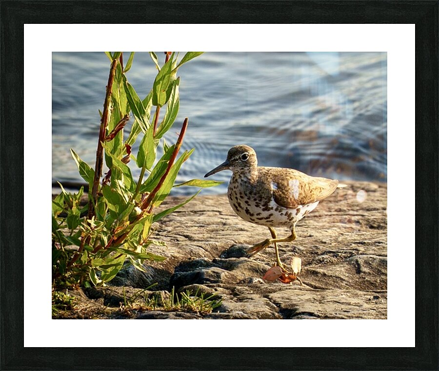 Spotted sandpiper  Picture Frame print