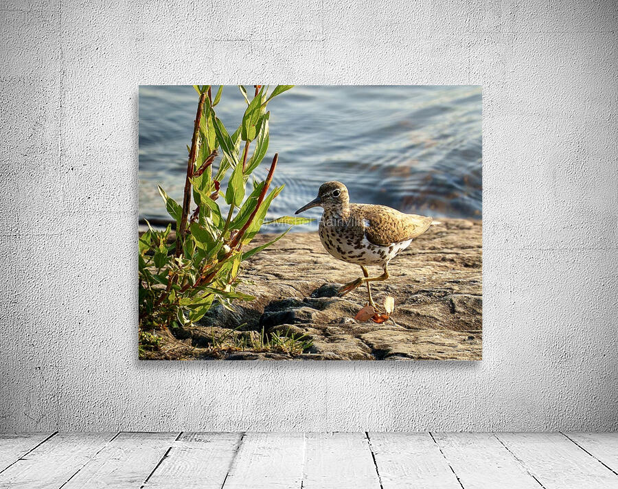Spotted sandpiper  Wall Preview