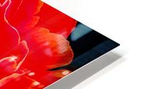 red hot rose HD Metal print