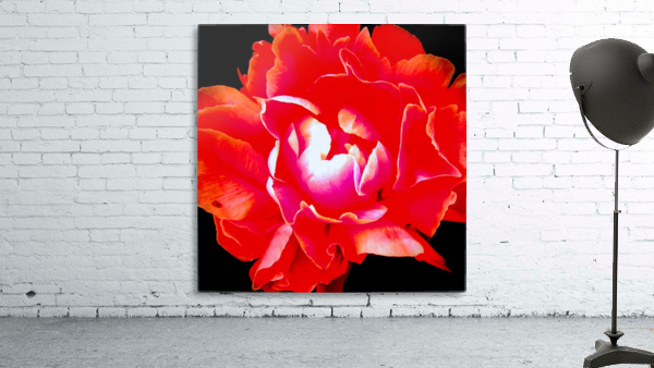 red hot rose Wall Preview