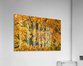 AUTUMN 03 Acrylic Print