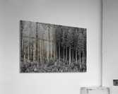 FOREST 01 Acrylic Print