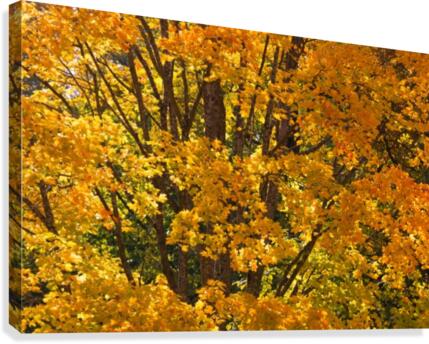 AUTUMN 03 Canvas Print