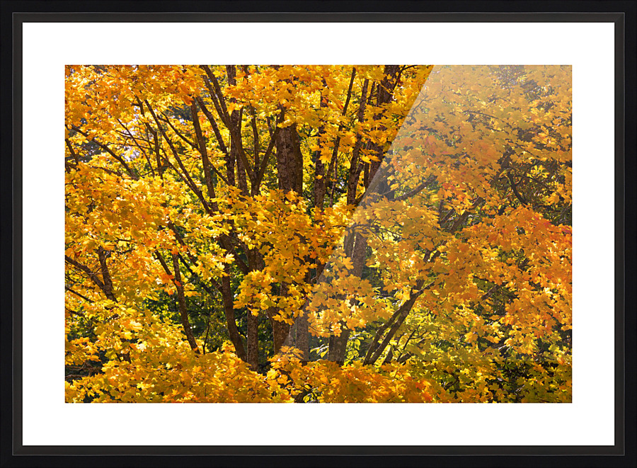 AUTUMN 03 Picture Frame print