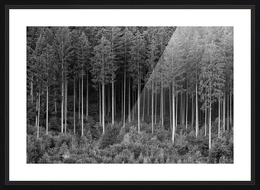 FOREST 01 Picture Frame print