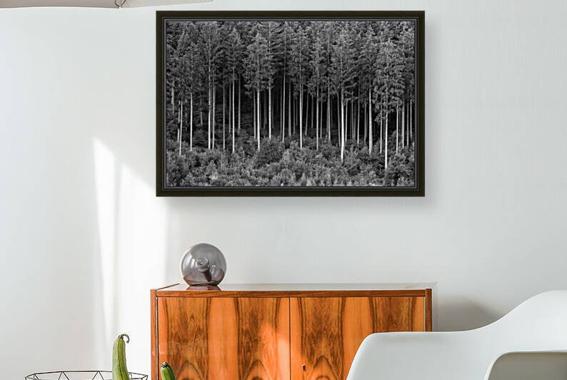 FOREST 01 by Tom Uhlenberg