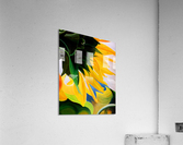 KK's SUNFLOWERS Acrylic Print