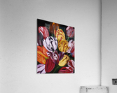 Rembrandts Acrylic Print