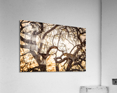 SUNSET CHILL Acrylic Print