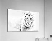 DEADLY LOOK Acrylic Print