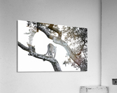 SPOTTED Acrylic Print