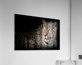 ELUSIVE Acrylic Print