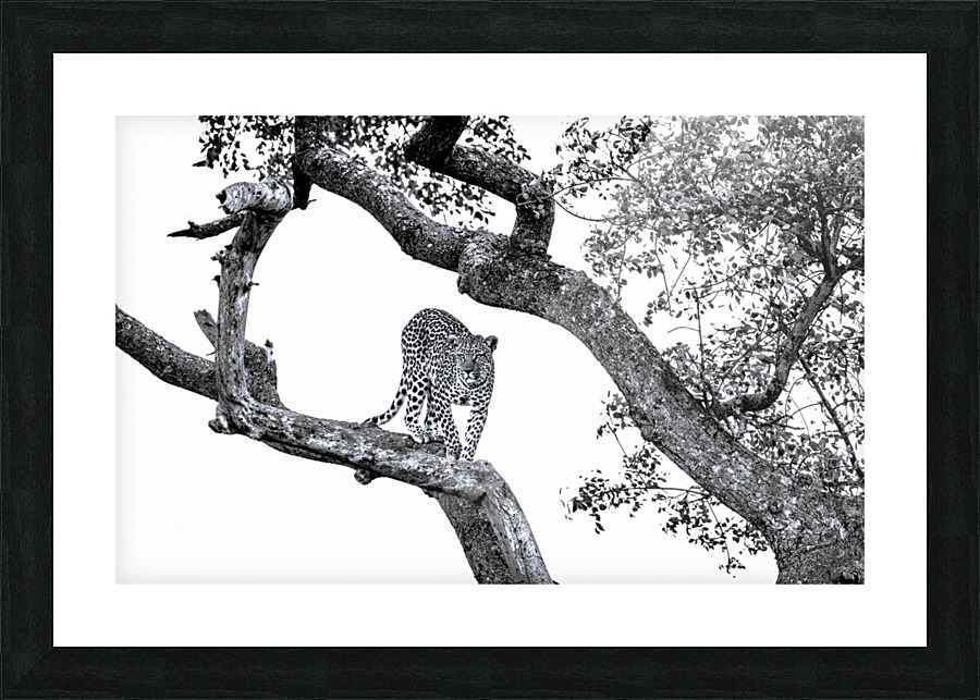 SPOTTED Picture Frame print