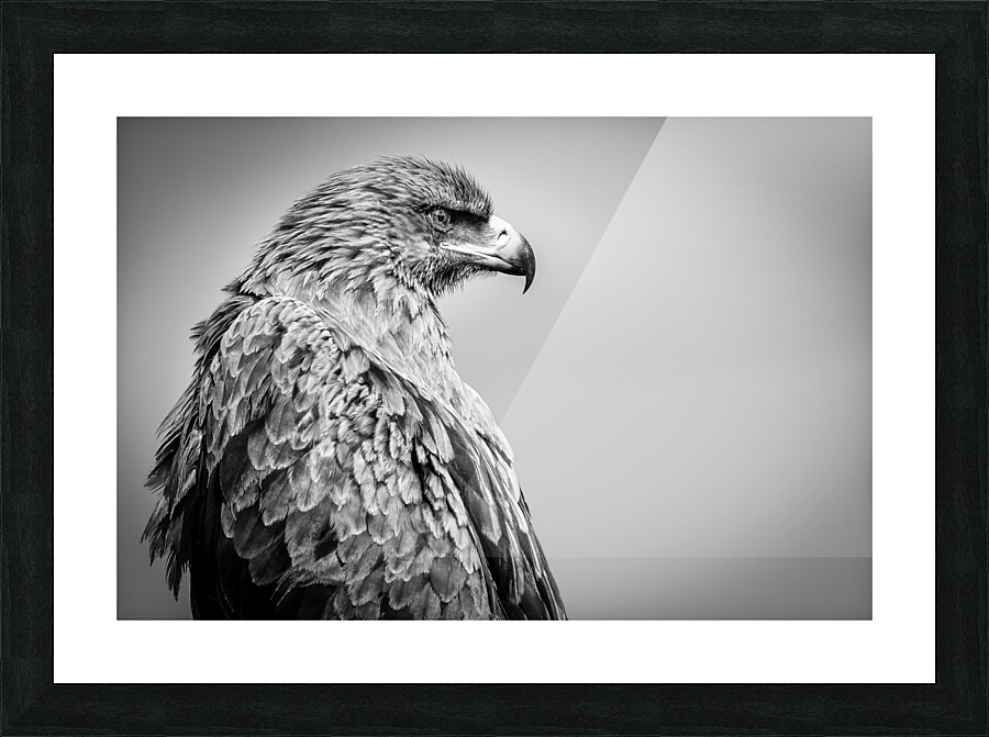 EAGLE EYE Picture Frame print