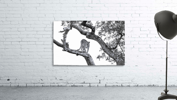 SPOTTED Wall Preview