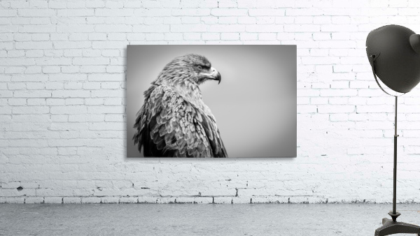 EAGLE EYE Wall Preview