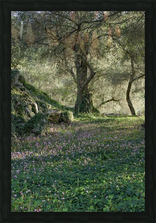 Olive Fields — Corfu Greece Picture Frame print