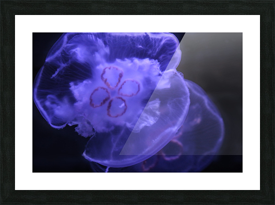 Moon Jelly Picture Frame print