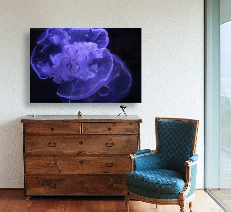 Moon Jelly Reproduction