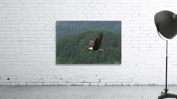 Soar Wall Preview