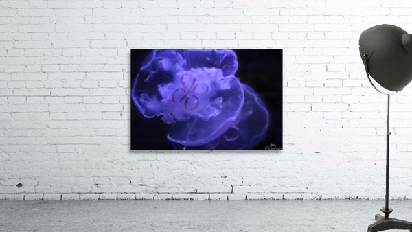 Moon Jelly Wall Preview