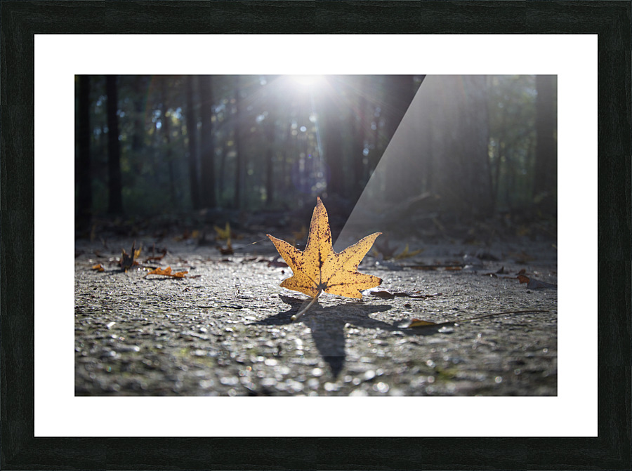  Fine Art print