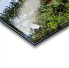 Colorado Forest Creek And Mountains Acrylic print