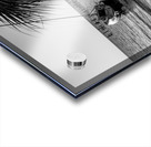 Gulf Breeze Evening Sailboat Grayscale Acrylic print