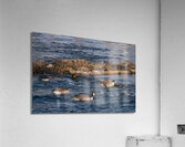 Canada Geese And Rapids Acrylic Print